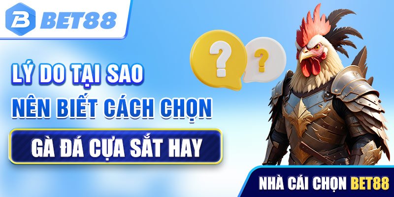 Lý do tại sao nên biết cách chọn gà đá cựa sắt hay