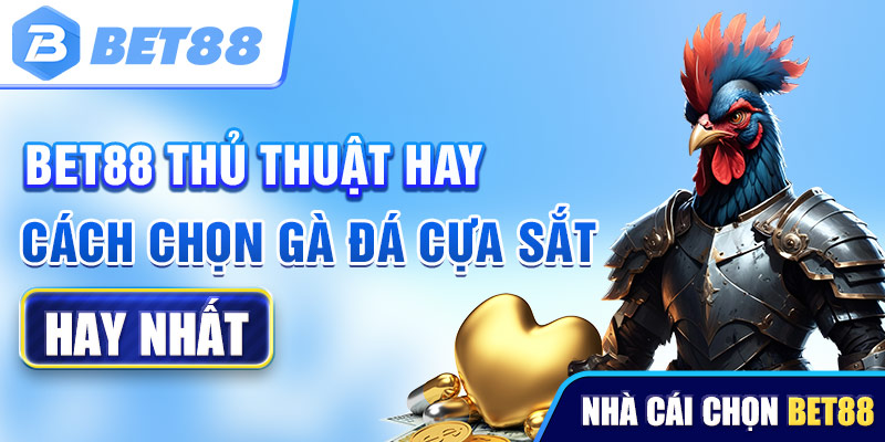 Cách chọn gà đá cựa sắt hay